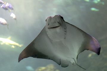 Cownose Ray swimming in blue waters at the Aquarium