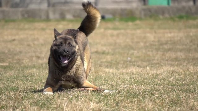 american akita inu
