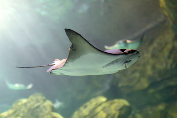 Cownose Ray swimming in blue waters at the Aquarium