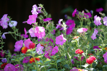 FLEURS D'ETE EN ARDECHE.