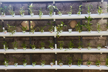 Potted seedlings on shelves.