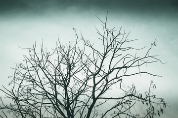 silhouette of a tree