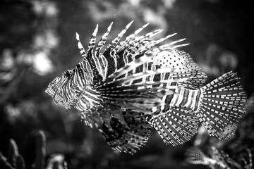 Venomous Lion Fish swimming at the aquarium, black and white style