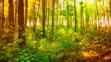 Fototapeta na wymiar Sunlight shinning through a forest