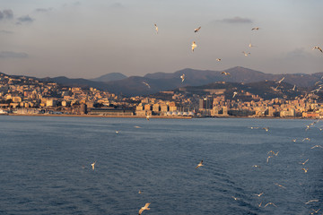Fototapeta na wymiar sunset with seagulls on the Mediterranean sea