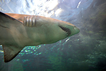 Shark swimming at the  Aquarium