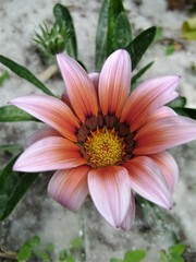 Pink flower in the garden