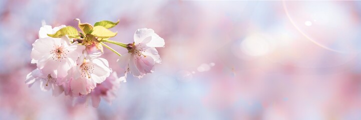 Bokeh Blüte rosa Panorama