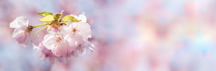 Panorama Kirschbaum Blüte Hintergrund