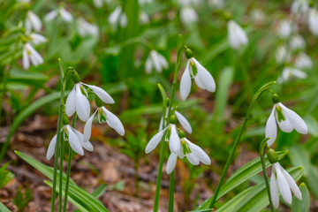 field  of white snowdrop in a forest