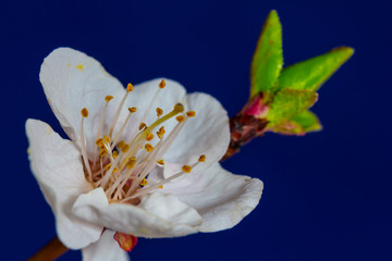 closeup apple  tree branch in a blossom