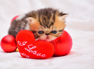 cute persian baby kitten