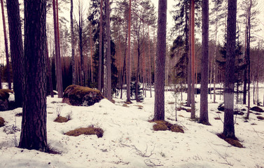 Natural landscape - forest, lake are under snow in spring in March