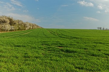Feld mit bl&uuml;henden B&uuml;schen nahe erfurt