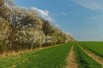 Fototapeta na wymiar Feld mit blühenden Büschen nahe erfurt
