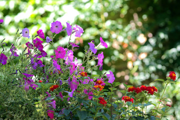 ETE EN ARDECHE. PETUNIA.
