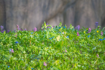 beautiful forest glade with flowers