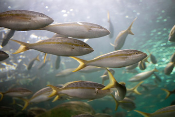 Grey Fishes with an yellow strip and yellow spots at the Aquarium