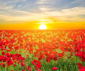 beautiful red poppy field at the sunset