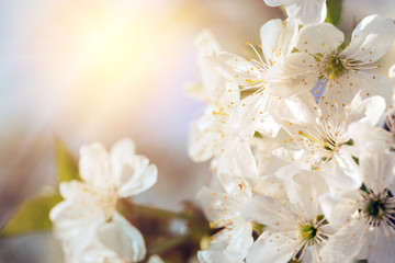 background blooming cherry
