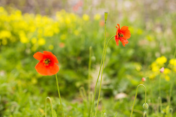 Red poppy Papaver rhoeas on a green field with selective focus and beautiful bokeh.