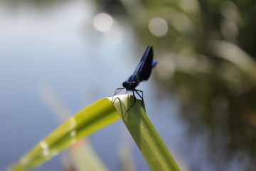 dragonfly on branch