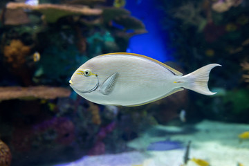 Unicorn Surgeonfish at the Aquarium. The horn develops when the fish reaches a size of approximately 15.2cm 