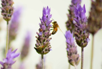 Fototapeta premium Lavanda com abelha