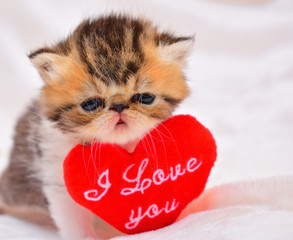 cute persian baby kitten