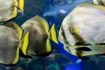 Fototapeta premium The Batfish at the Aquarium. It is considered invasive and aggressive fish
