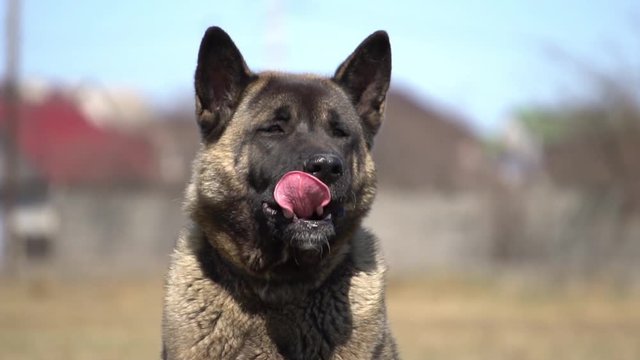 american akita inu