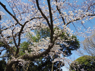綺麗な桜