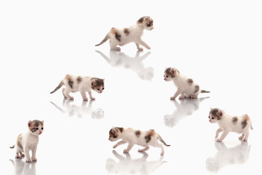 Pyramid Of Six Identical Kittens With Reflections On The Floor