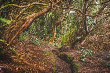 forest in Anaga rural park, Tenerife