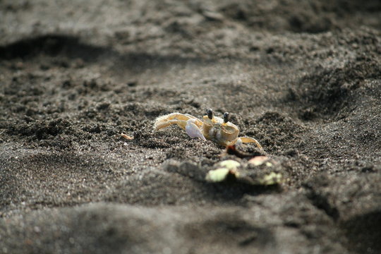 Petit crabe sur une plage de sable noir