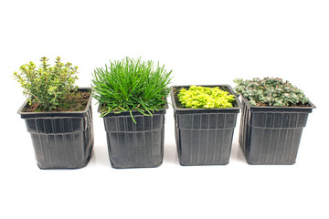 Small house plants isolated on white