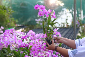 Gardener is checking purple flower orchid for pest and disease in the nursery