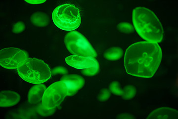 green glowing jellyfish aurelia aurita underwater