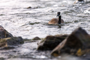 Fototapeta premium Canadian goose