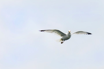 Seagull flying