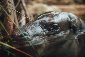 hippopotamus face in animal park, close-up view
