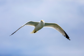 Seagull flying