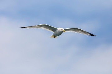 Seagull flying