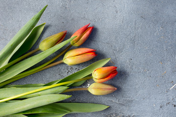 Orange tulips on grey background. Top view.