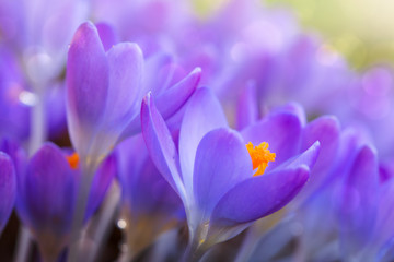 Spring background with close-up of a group of blooming purple crocus flowers .