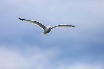 Seagull flying