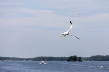 Hungry Seagull