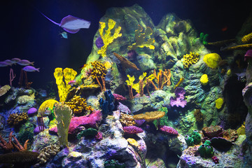 Obraz na płótnie Canvas colorful aquarium background with underwater plants