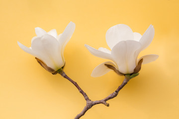 White magnolia with yellow background