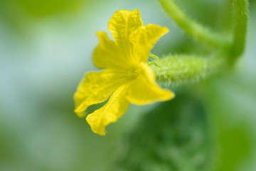 Young cucumber growing in the greenhouse. Yellow cucumber flower. Growing vegetables.